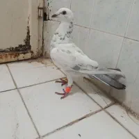 دم سبز ماده ضدوخوردی