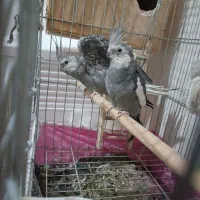 عروس هالندی