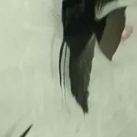 ماهی آنجل و کوی