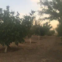 باغ ۱۰۰۰متری حسین آباد نقش رستم
