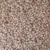 لوبیا خوش پخت