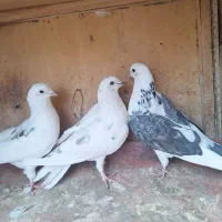 ۲نر۱ماده پرسی باهم۹۵۰