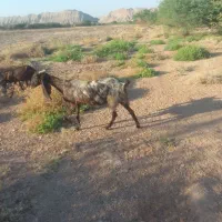 بز افغانی