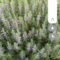 بادرشیبی برای عرقیجات موجود است