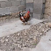 مرغ وخروس