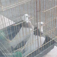 دو تا کبوتر ماده طوق ب شرط