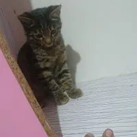 گربه دی اس اچ