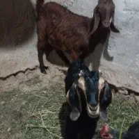 بز کولار با بزغاله