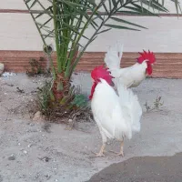 خروس سفید