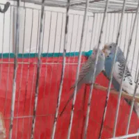 مرغ عشق