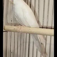 یه جفت عروس البینو