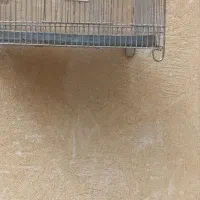 فروش سهره نر اواز خوان