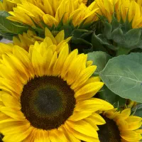 واگذاری-گل-فروشی