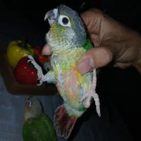 جوجه|پرنده|تایباد, |دیوار