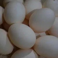 تخم مرغ محلی