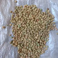 عدس امسال تمیز