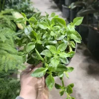 گل یخ فقط ۴۵ گل و گیاه سعید