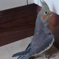 ۲عددعروس هلندی ۲ماهه