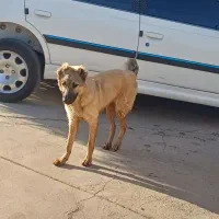 توله افغان