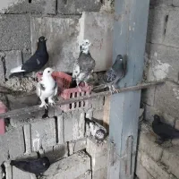 کبوتر