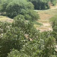 زمین باغ ویلا