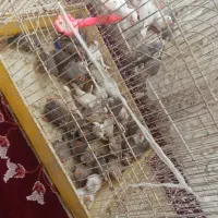 50جفت فنچ بالغ جفت 280