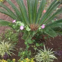 فروش سیکاس برای محوطه سازی