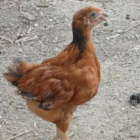 جوجه یک روزه تا ۳ماه