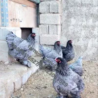 تخم نطفه دار