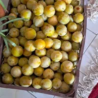 فروش الو زرد