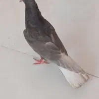 کبوتر