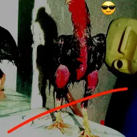 خروس