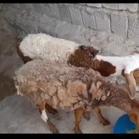 دو عدد بره و یک عدد بز نر به فروش می رسد