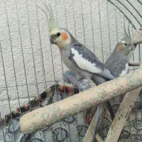عروس هلندی