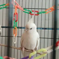 طوطی نروماده عروس هلندی