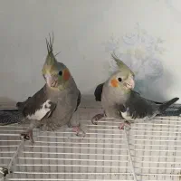 عروس‌هلندی