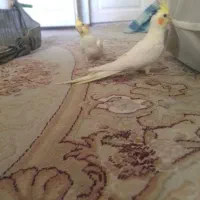 عروس هلندی