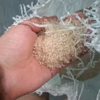 خورده برنج طارم