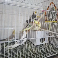 سه جفت عروس هلندی