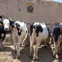 فروش هشت راس تلیسه سرسینه درجه یک