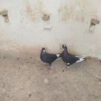 نر و ماده