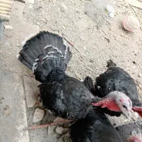 بوقلمون