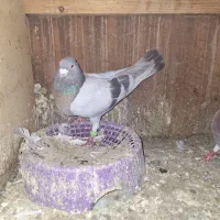 جفت سوسنی شهری به شرط