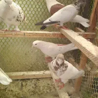کفتر کبوتر غریبگیری