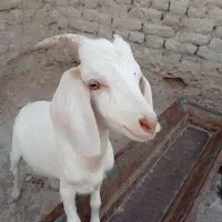 دو کهره سانن