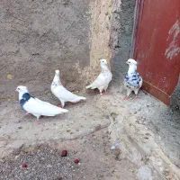 کفتر طوقی و دم سفید و سفید آلمانی