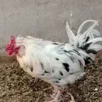 خروس گلین چهل تاچ