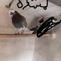 کبوتر ماده شازده