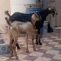 بز وکهره