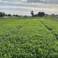 زمین-خانه-باغ